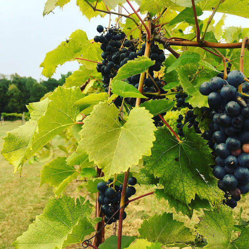 Winery «Flying Otter Winery», reviews and photos, 3402 Chase Rd, Adrian, MI 49221, USA