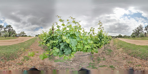 Tourist Attraction «The Bella Vista Ranch / First Texas Olive Oil Co.», reviews and photos, 3101 Mt Sharp Rd, Wimberley, TX 78676, USA