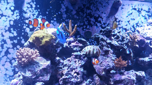 Tropical Fish Store «Aqua Mart Aquariums», reviews and photos, 1620 S Washington Ave, Titusville, FL 32780, USA