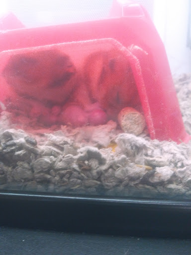 Pet Supply Store «Petco Animal Supplies», reviews and photos, 6425 Keizer Station Blvd, Keizer, OR 97303, USA