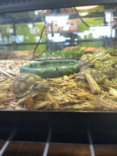 Reptile Store «Reptile Pets Direct», reviews and photos, 8088 Pat Booker Rd, Live Oak, TX 78233, USA