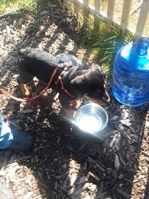 Friend Lee Pets Dog Park - photo 12
