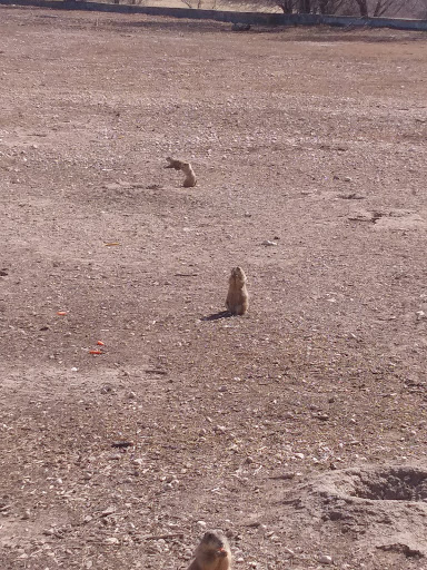 Wildlife Park «Prairie Dog Town», reviews and photos, MacKenzie Park Rd, Lubbock, TX 79401, USA