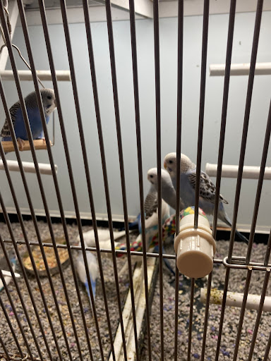 Pet Store «All Pets Club», reviews and photos, 1167 N Colony Rd, Wallingford, CT 06492, USA