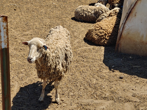 Zoo «Cricket Hollow Zoo», reviews and photos, 1512 210th St, Manchester, IA 52057, USA