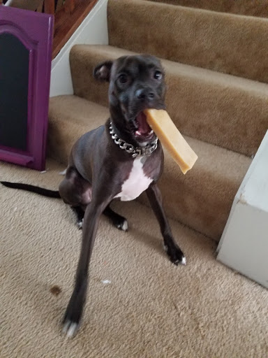 Pet Supply Store «Dog Krazy, Inc.», reviews and photos, 10681 Spotsylvania Ave, Fredericksburg, VA 22408, USA