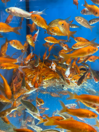 Pet Supply Store «Pet Supplies Plus», reviews and photos, 7041 Barker Cypress Rd, Cypress, TX 77433, USA