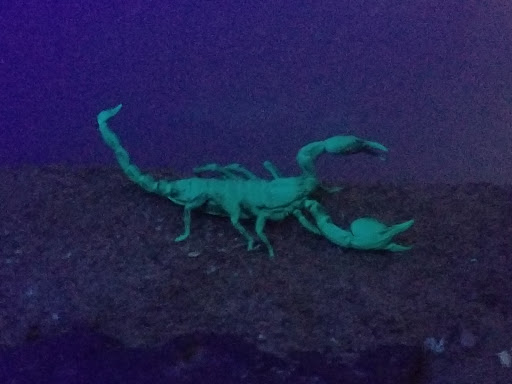 Pet Supply Store «Pet Supermarket, Inc.», reviews and photos, 598 N McCarran Blvd, Sparks, NV 89431, USA