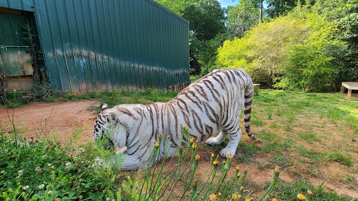 Zoo «Chestatee Wildlife Preserve & Zoo», reviews and photos, 469 Old Dahlonega Hwy, Dahlonega, GA 30533, USA