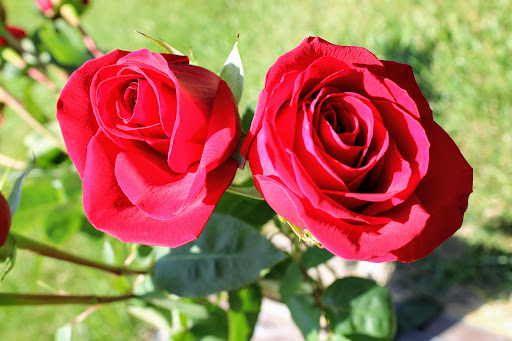 Funeral Home «Shalom Memorial Park Jewish Funeral Home», reviews and photos, 1700 W Rand Rd, Arlington Heights, IL 60004, USA