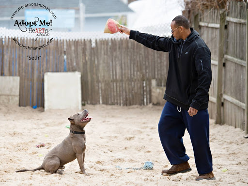Photo of Positive Masters Dog Traininig