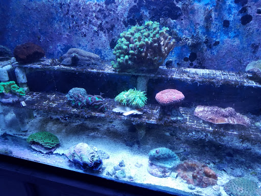 Pet Store «Fish Aquariums & Stuff», reviews and photos, 6112 W Fairview Ave, Boise, ID 83704, USA