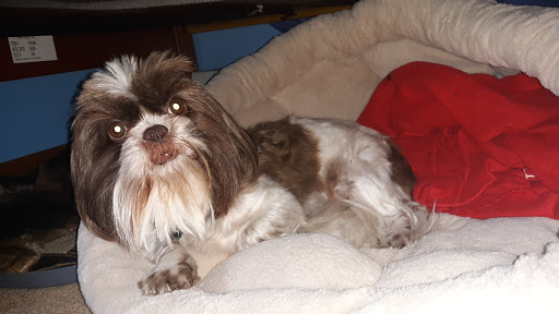 Pet Groomer «Pet-icure Pet Grooming & Supplies», reviews and photos, 89 Main St, Pepperell, MA 01463, USA