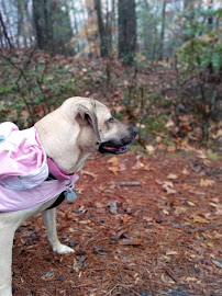 San Diego Dog Walking - Photo 7 - Car repair in San Diego, CA, San Diego