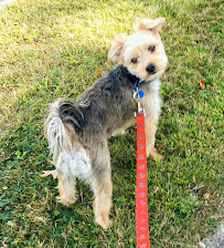 Alicia's Pet Care - Photo 2 - Car repair in , Springfield