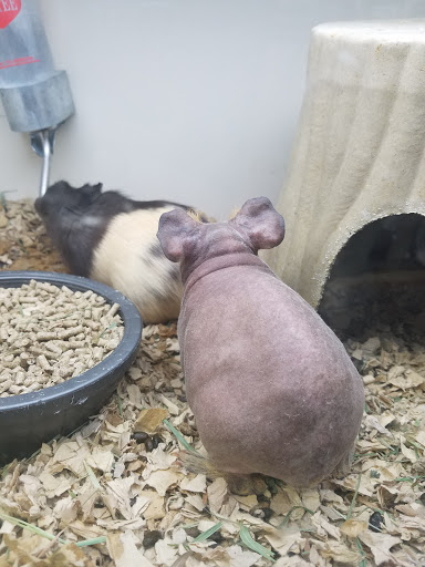 Pet Supply Store «Pet Supplies Plus», reviews and photos, 2840 Countryside Dr, Turlock, CA 95380, USA