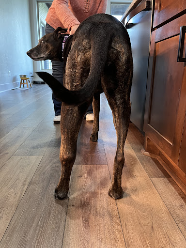 After Hour Animal Hospital, A Thrive Pet Healthcare Partner image