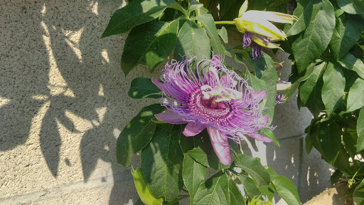 Animal Feed Store «Lomita Feed Store», reviews and photos, 24403 Narbonne Ave, Lomita, CA 90717, USA