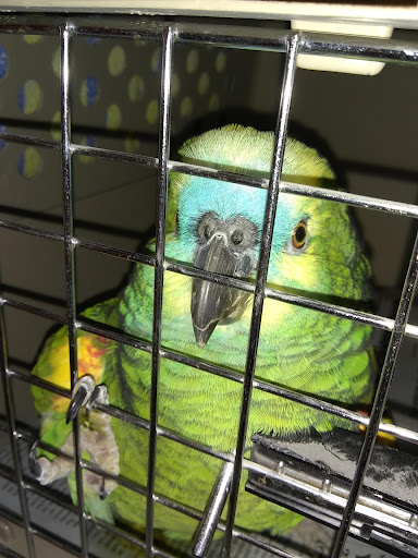 Kallie Williams, DVM: All Creatures Veterinary Hospital image