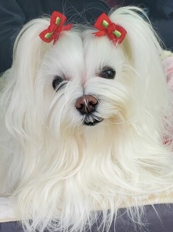 Pet Store «Pet Pantry Warehouse», reviews and photos, 259 Purchase St, Rye, NY 10580, USA