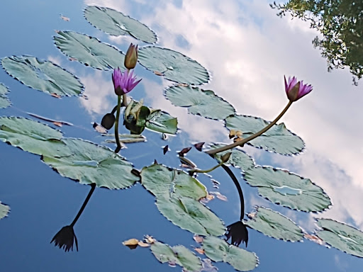 Botanical Garden «The Hudson Gardens & Event Center», reviews and photos, 6115 S Santa Fe Dr, Littleton, CO 80120, USA