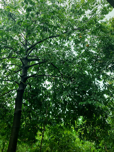 anh huế số 88