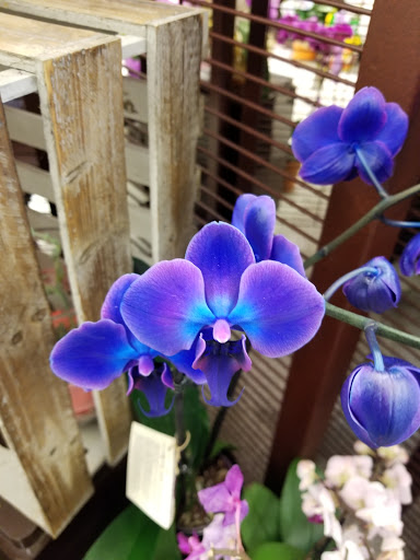 Albertsons image