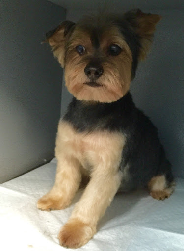 Pet Store «Doggy Dog World Inc», reviews and photos, 2552 Coney Island Ave, Brooklyn, NY 11223, USA