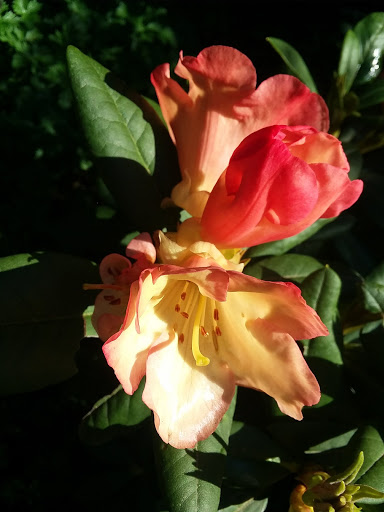 Bar & Grill «Skyway Bar & Grill», reviews and photos, 71545 US-26, Zigzag, OR 97049, USA