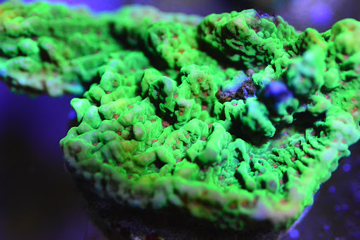 Pet Supply Store «New Wave Aquaria», reviews and photos, 14100 23rd Ave N, Minneapolis, MN 55447, USA