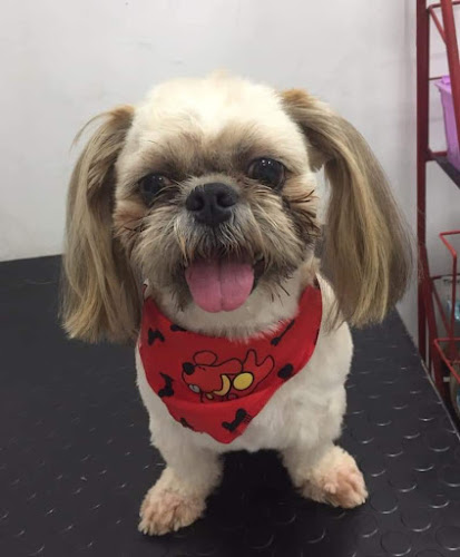 Centro Clinico Veterinario "Vida y Salud"