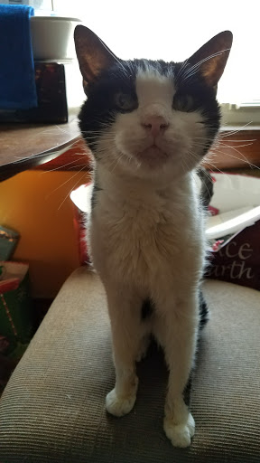 Pet Supply Store «Petco Animal Supplies», reviews and photos, 3387 Steelyard Dr, Cleveland, OH 44109, USA