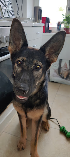 Fennewald Ines Dr.med.vet. Kleintierpraxis unter Wörth an der Isar, Bayern