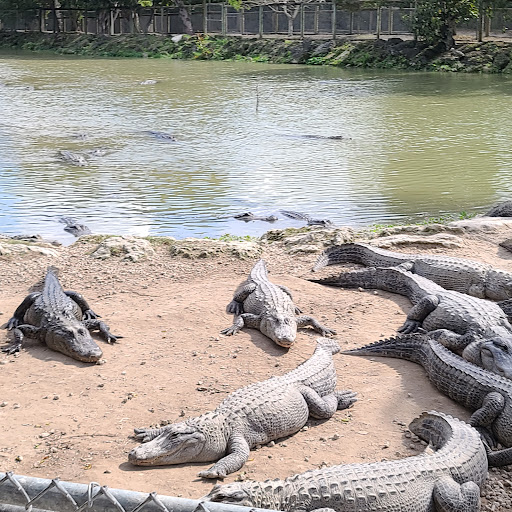 Tourist Attraction «Everglades Alligator Farm», reviews and photos, 40351 SW 192nd Ave, Florida City, FL 33034, USA