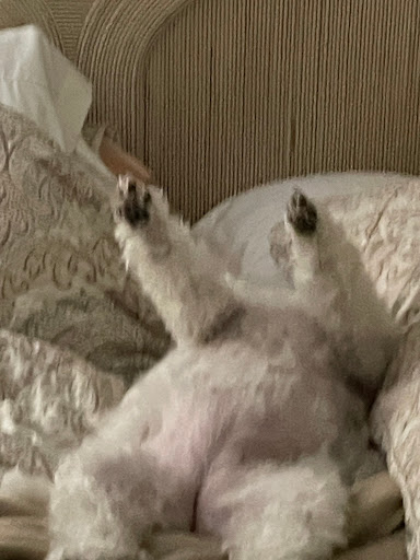 Pet Supply Store «PetSmart», reviews and photos, 33963 Doheny Park Rd, San Juan Capistrano, CA 92675, USA