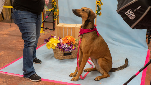 Pet Supply Store «Wags To Wiskers Pet Supplies», reviews and photos, 2423 W Stadium Blvd, Ann Arbor, MI 48103, USA