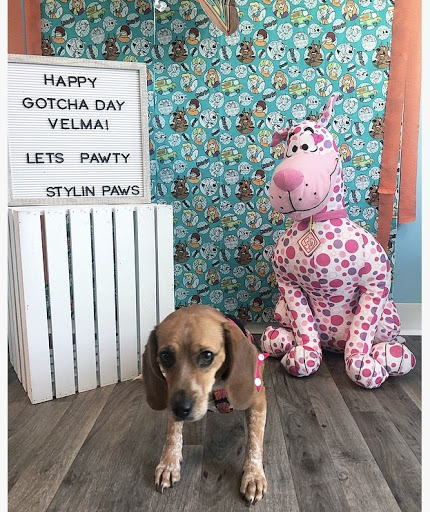 Stylin Paws Salon & Day Stay