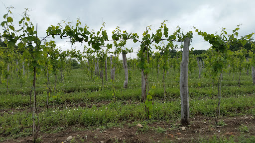 Vineyard «Black Birch Vineyard/ Black Birch Winery», reviews and photos, 108-109 Straits Rd, Hatfield, MA 01066, USA