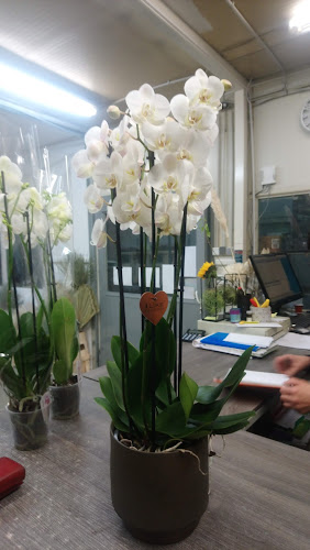 Broj telefona Web Flowers d.o.o.