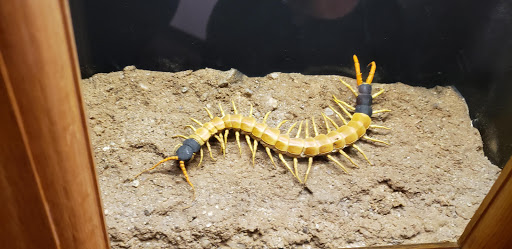 Tourist Attraction «Arizona Museum of Natural History», reviews and photos, 53 N Macdonald, Mesa, AZ 85201, USA