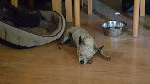 Pet Supply Store «PetSmart», reviews and photos, 4120 E 4th St, Ontario, CA 91764, USA