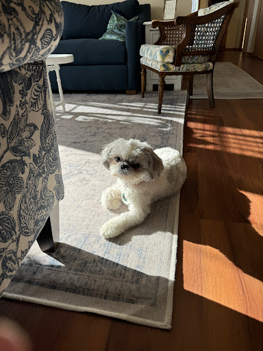 Furadise Pet Spa LLC