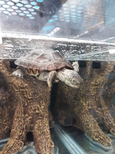 Pet Supply Store «Petco Animal Supplies», reviews and photos, 175 Grandview Blvd #600, Madison, MS 39110, USA