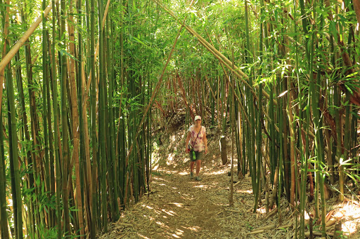 Makiki Cliffside Trail Bench