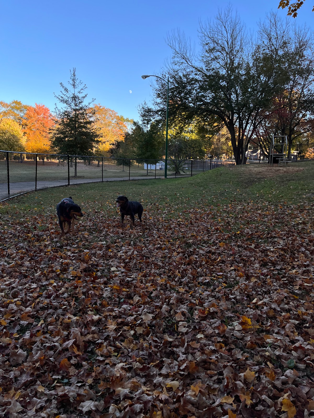 Mozley Park Dog Park