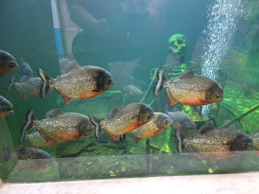 Tropical Fish Store «Ocean Aquarium», reviews and photos, 6820 E Black Horse Pike, Egg Harbor Township, NJ 08234, USA