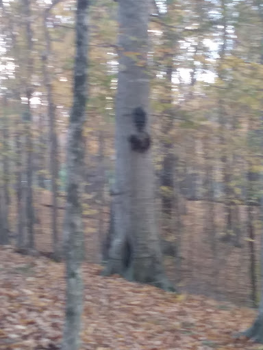 Tourist Attraction «Adventureworks Nashville West (Kingston Springs)», reviews and photos, 1300 Narrows of the Harpeth Rd, Kingston Springs, TN 37082, USA