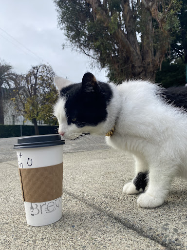 Coffee Shop «Brew», reviews and photos, 555 Healdsburg Ave, Santa Rosa, CA 95401, USA