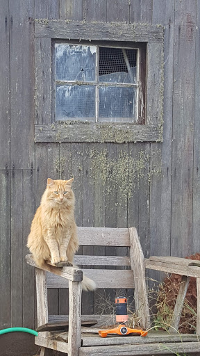 Bakery «Camas Country Bakery and Store», reviews and photos, 91948 Purkerson Rd, Junction City, OR 97448, USA