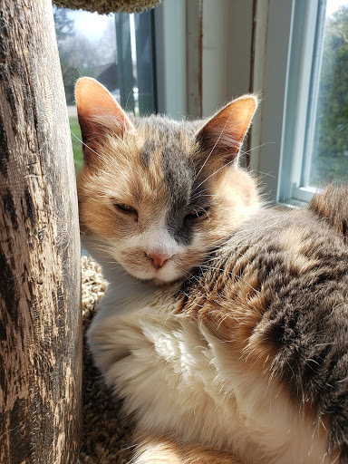 Charjans Distributors Inc